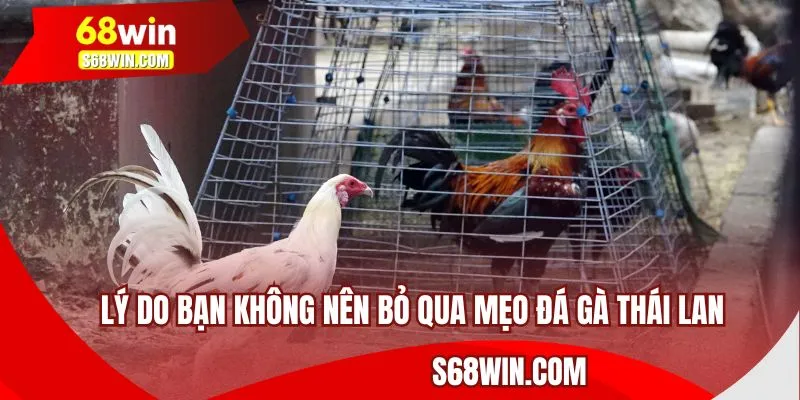Lý do bạn không nên bỏ qua mẹo đá gà Thái Lan