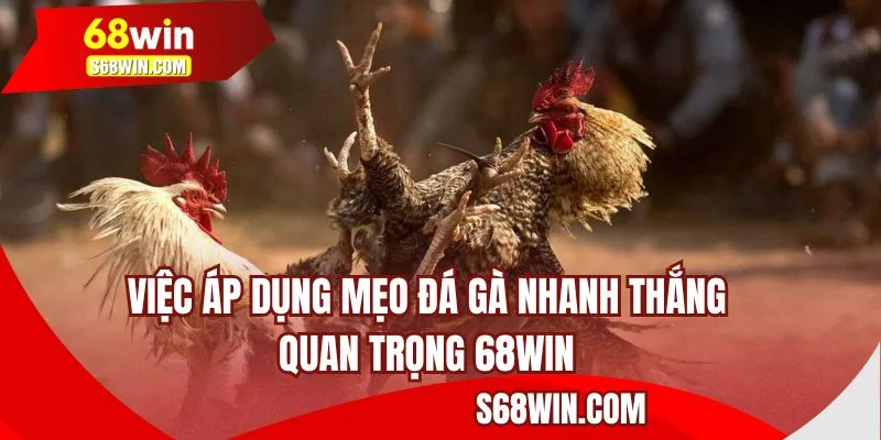 Việc áp dụng mẹo đá gà thắng nhanh quan trọng 68WIN